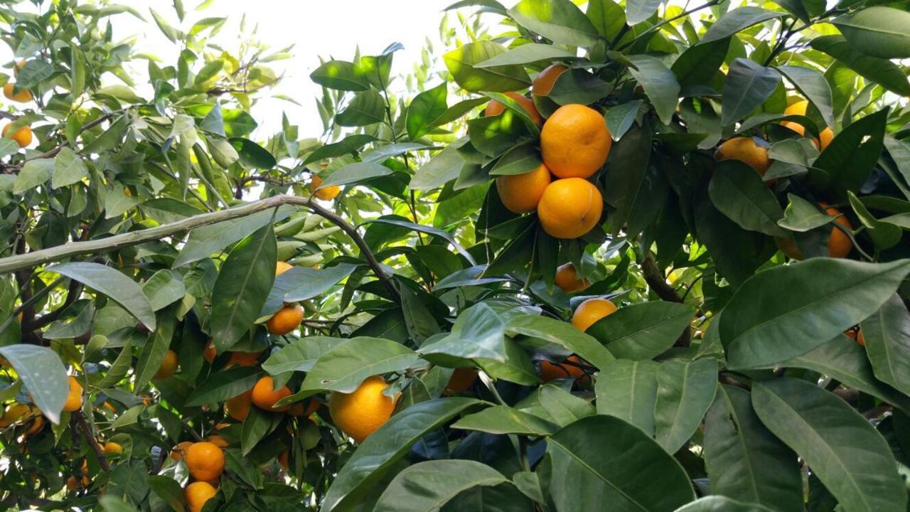 Haus Mandarina Leilighet Palit Eksteriør bilde